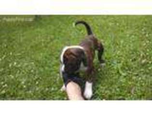 American Bulldog Puppy for sale in Oelwein, IA, USA