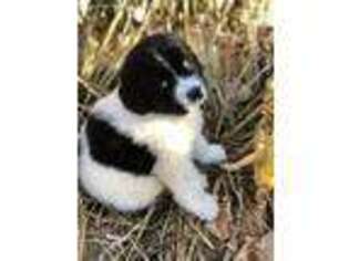 Newfoundland Puppy for sale in Menomonie, WI, USA
