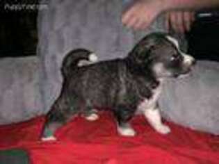 Siberian Husky Puppy for sale in Danville, IL, USA