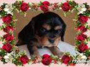 Cavalier King Charles Spaniel Puppy for sale in Memphis, NY, USA