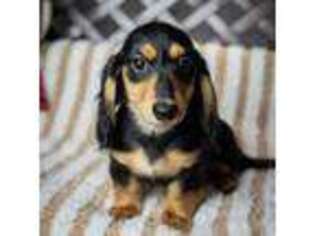 Dachshund Puppy for sale in Hazleton, PA, USA