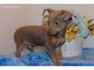 Miniature Pinscher Puppy for sale in Glen Allen, VA, USA