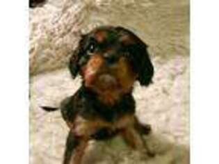 Cavalier King Charles Spaniel Puppy for sale in Belfast, ME, USA