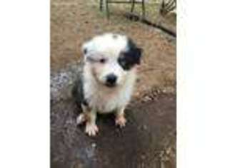 Australian Shepherd Puppy for sale in Iowa Park, TX, USA
