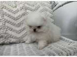 Pomeranian Puppy for sale in Casselberry, FL, USA