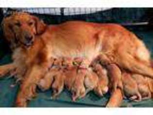 Golden Retriever Puppy for sale in Dallas, TX, USA