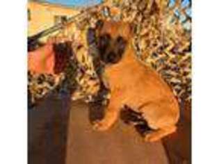 Belgian Malinois Puppy for sale in Los Angeles, CA, USA