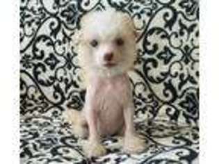 Chinese Crested Puppy for sale in Rock Hill, SC, USA