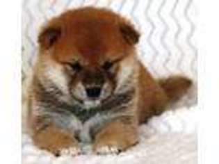 Shiba Inu Puppy for sale in Trenton, NE, USA