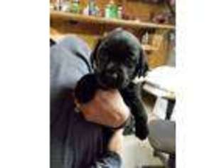 Labrador Retriever Puppy for sale in Monticello, GA, USA