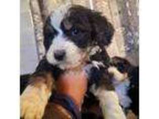 Mutt Puppy for sale in Penhook, VA, USA