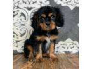 Cavalier King Charles Spaniel Puppy for sale in East Sparta, OH, USA