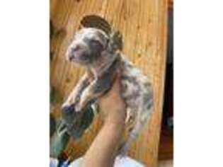 Mutt Puppy for sale in Rockville, VA, USA