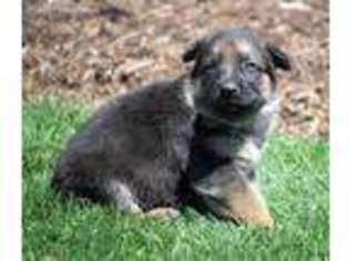 German Shepherd Dog Puppy for sale in Allenwood, PA, USA