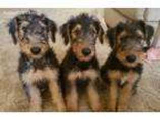 Airedale Terrier Puppy for sale in New Port Richey, FL, USA