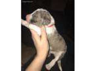 Mutt Puppy for sale in Wedowee, AL, USA
