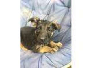 German Shepherd Dog Puppy for sale in Federal Way, WA, USA