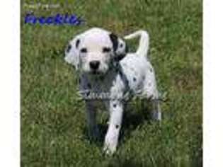 Dalmatian Puppy for sale in Lebanon, MO, USA