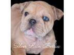 Bulldog Puppy for sale in Red Boiling Springs, TN, USA