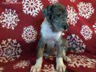 Great Dane Puppy for sale in Painesville, OH, USA