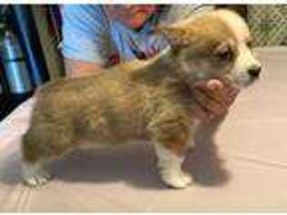Pembroke Welsh Corgi Puppy for sale in Bloomington, CA, USA