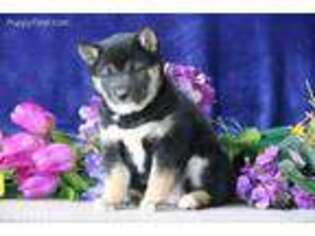 Shiba Inu Puppy for sale in Denver, PA, USA