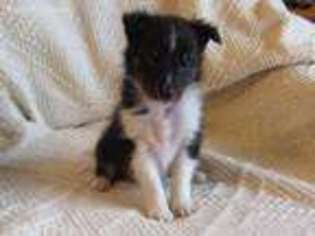 Shetland Sheepdog Puppy for sale in Carney, OK, USA