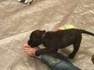 Mastiff Puppy for sale in Quincy, IL, USA