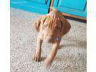 Vizsla Puppy for sale in Hale Center, TX, USA