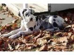 Great Dane Puppy for sale in Madison, ME, USA