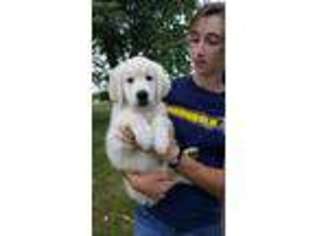 Mutt Puppy for sale in West Unity, OH, USA