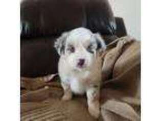 Miniature Australian Shepherd Puppy for sale in Seminole, TX, USA