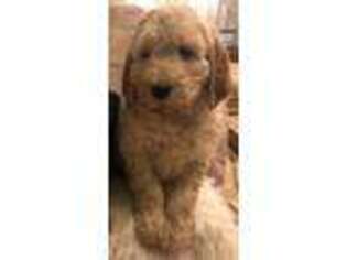 Goldendoodle Puppy for sale in Lake Benton, MN, USA