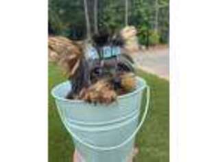Yorkshire Terrier Puppy for sale in Buford, GA, USA