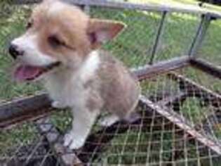Pembroke Welsh Corgi Puppy for sale in Hamilton, OH, USA
