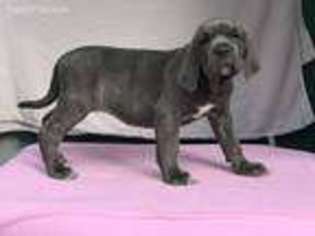 Neapolitan Mastiff Puppy for sale in Washburn, MO, USA