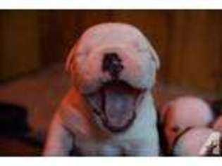 Bulldog Puppy for sale in SEATTLE, WA, USA