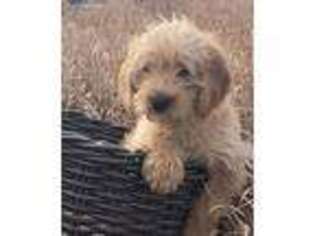 Labradoodle Puppy for sale in West Bend, IA, USA