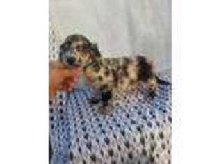 Border Collie Puppy for sale in Paso Robles, CA, USA