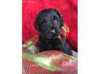 Black Russian Terrier Puppy for sale in Bend, OR, USA