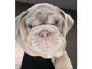 Bulldog Puppy for sale in Sedalia, MO, USA