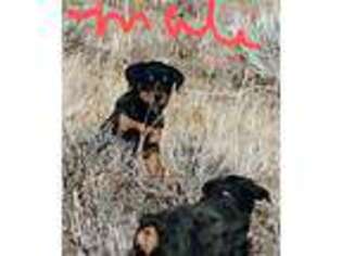 Rottweiler Puppy for sale in Craig, CO, USA