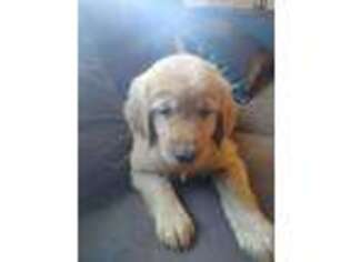 Golden Retriever Puppy for sale in Riegelwood, NC, USA