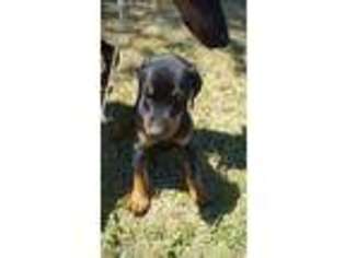 Doberman Pinscher Puppy for sale in Richford, NY, USA