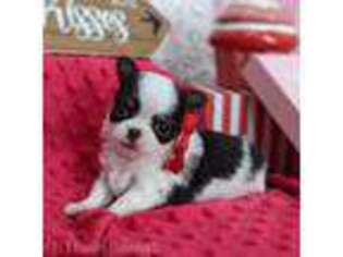Chihuahua Puppy for sale in Piqua, KS, USA