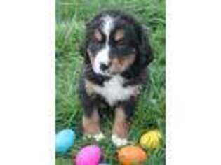 Bernese Mountain Dog Puppy for sale in Holmesville, OH, USA