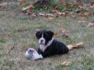 Boxer Puppy for sale in Navasota, TX, USA
