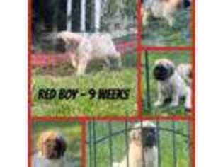 Mastiff Puppy for sale in Valrico, FL, USA