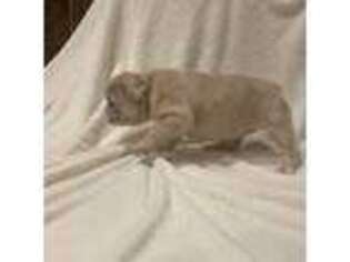 French Bulldog Puppy for sale in Atchison, KS, USA