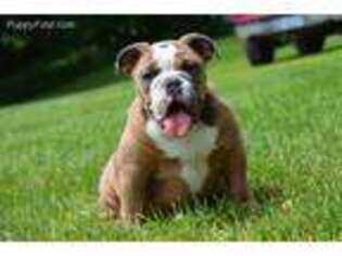 Bulldog Puppy for sale in Emmetsburg, IA, USA